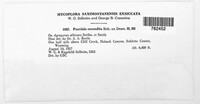 Puccinia recondita image
